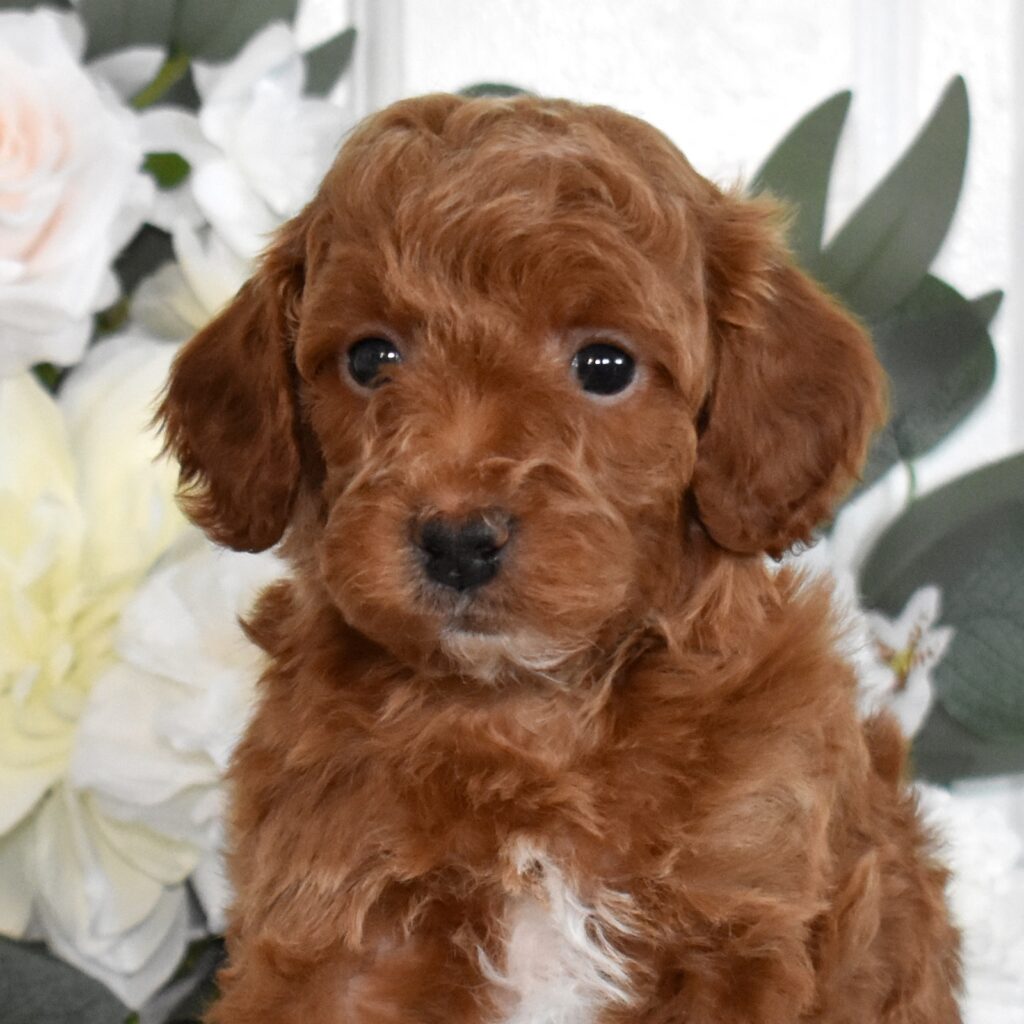 apricot toy poodle