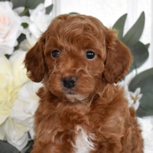 apricot toy poodle