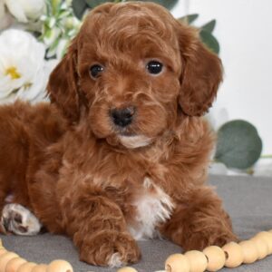 mini toy poodle