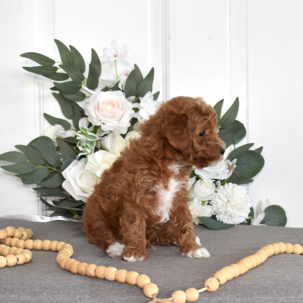 miniature red toy poodle