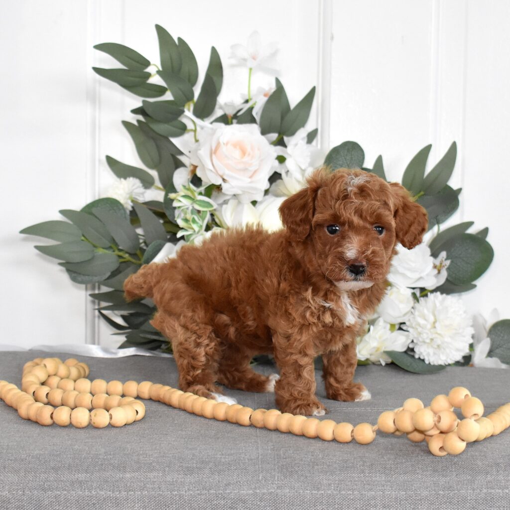 poodle toy