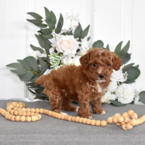 poodle toy