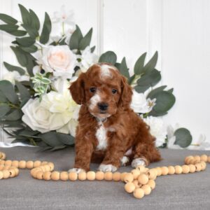 red poodle toy for sale