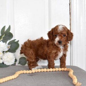 red toy poodle