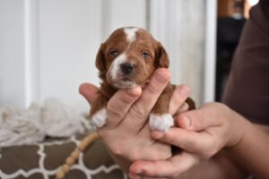red toy poodle