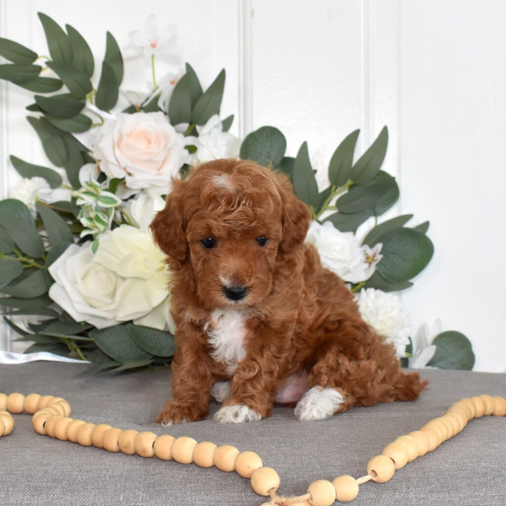 red toy poodle breeders