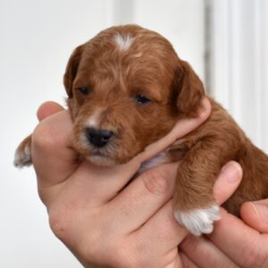 red toy poodle breeders