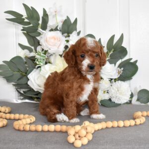 red toy poodle for sale