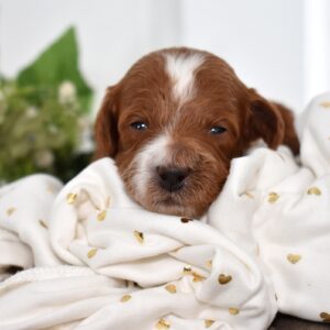 red toy poodle for sale