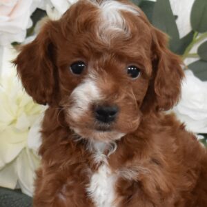 red toy poodle puppies