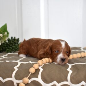red toy poodle puppies