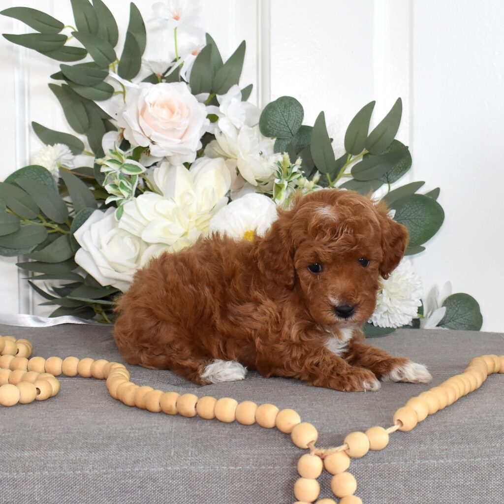 red toy poodle puppies for sale