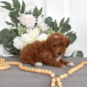 red toy poodle puppies for sale