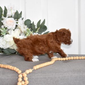 red toy poodles