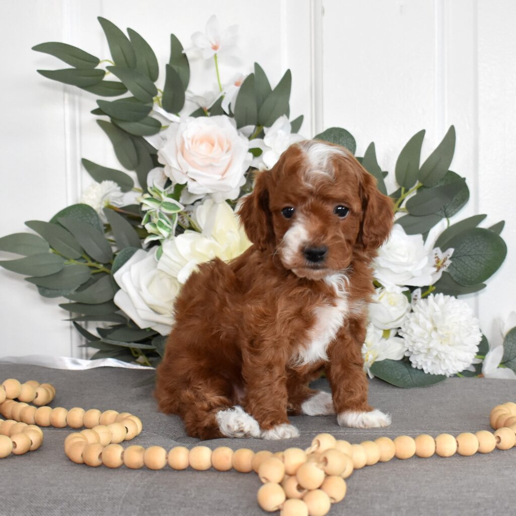 red toy poodles for sale
