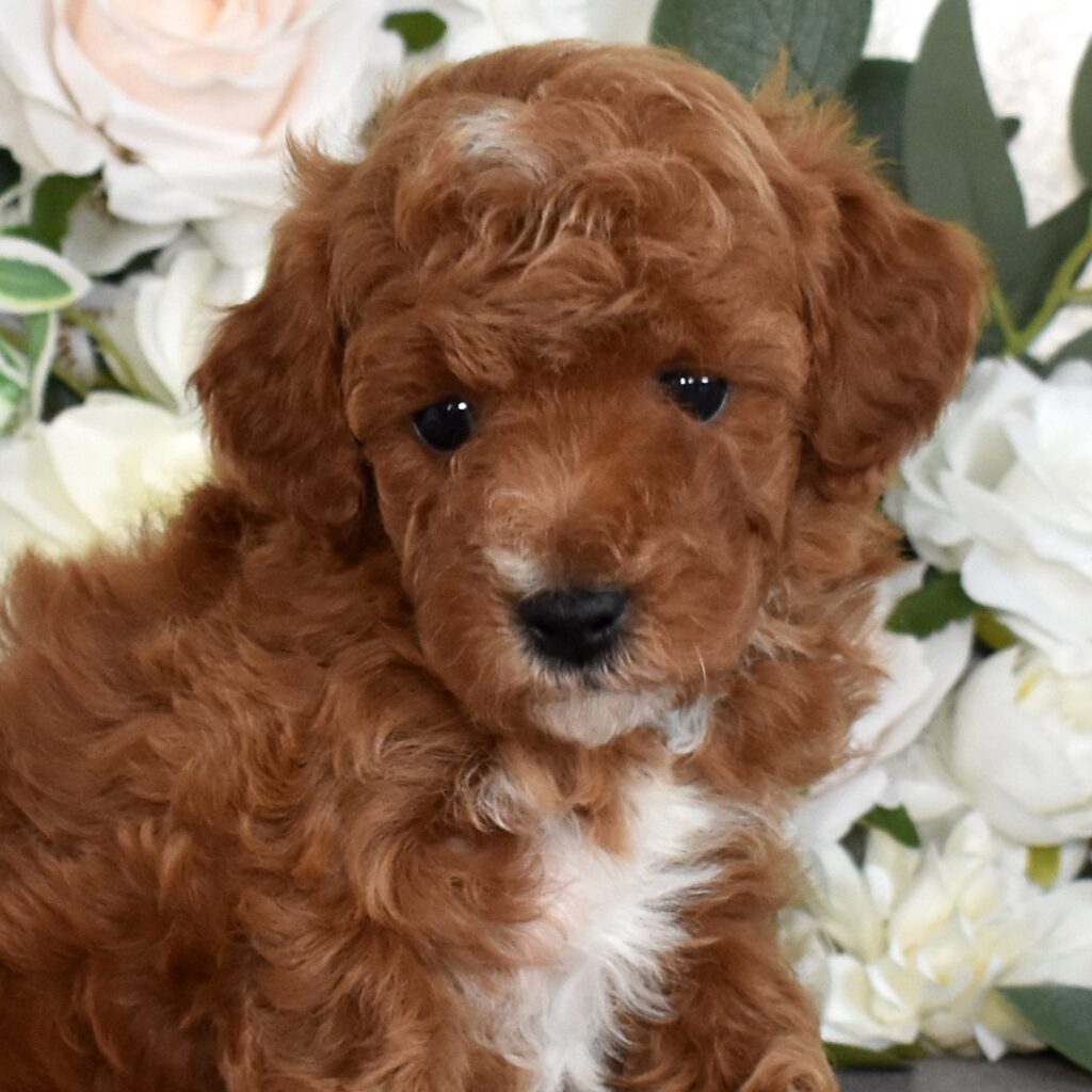 red toy poodles for sale near me