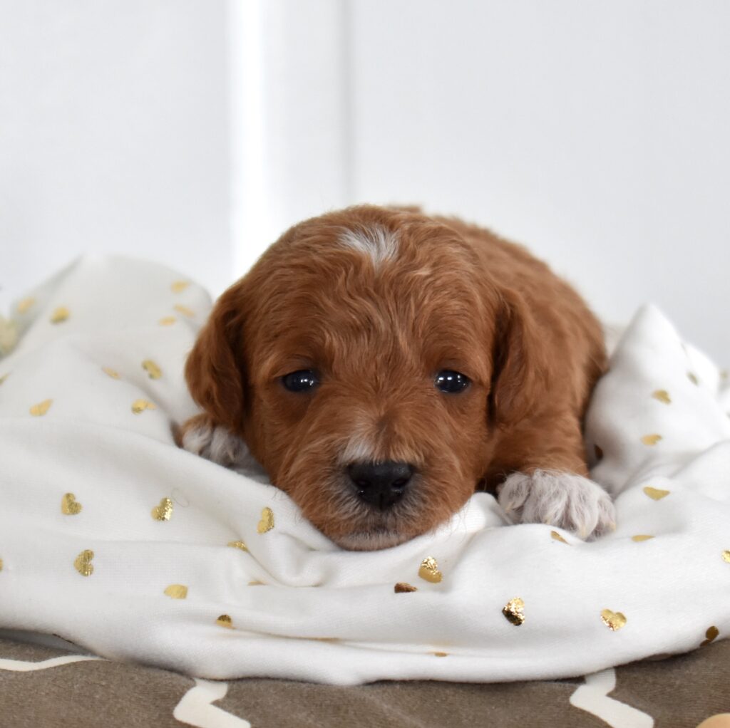 red toy poodles for sale near me