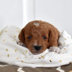 red toy poodles for sale near me