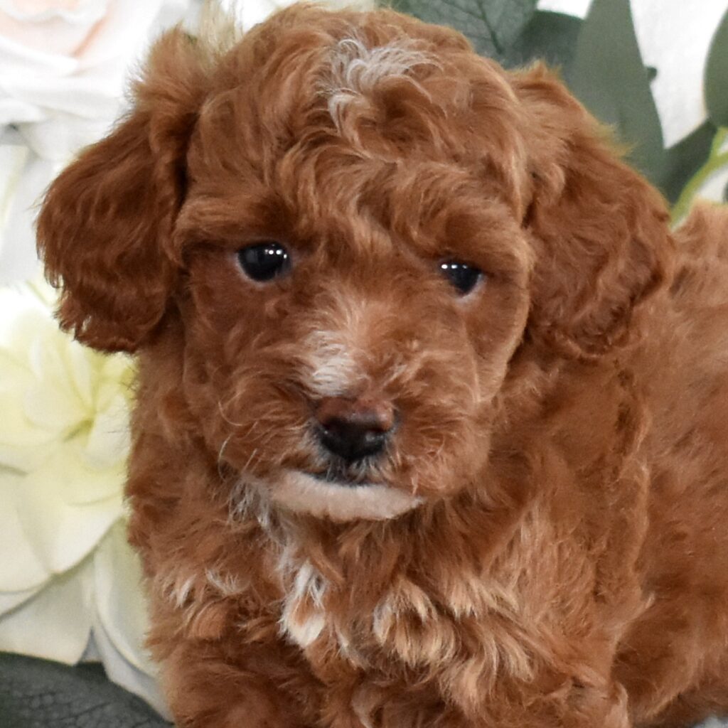 toy poodle