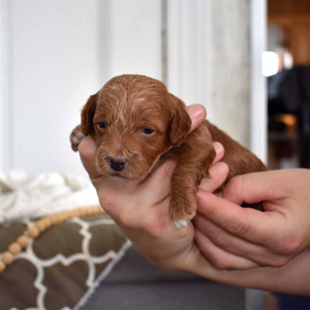 toy poodle adoption near me