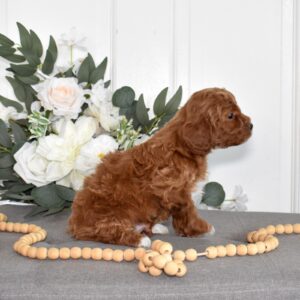 toy poodle breeder
