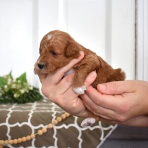 toy poodle breeder near me