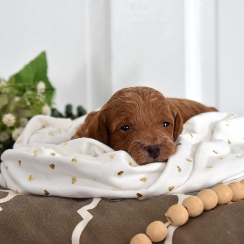 toy poodle breeders near me