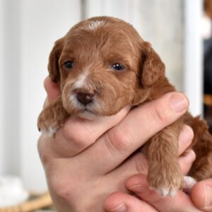 toy poodle for sale in pa