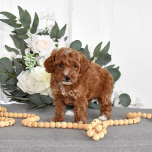 toy poodle for sale