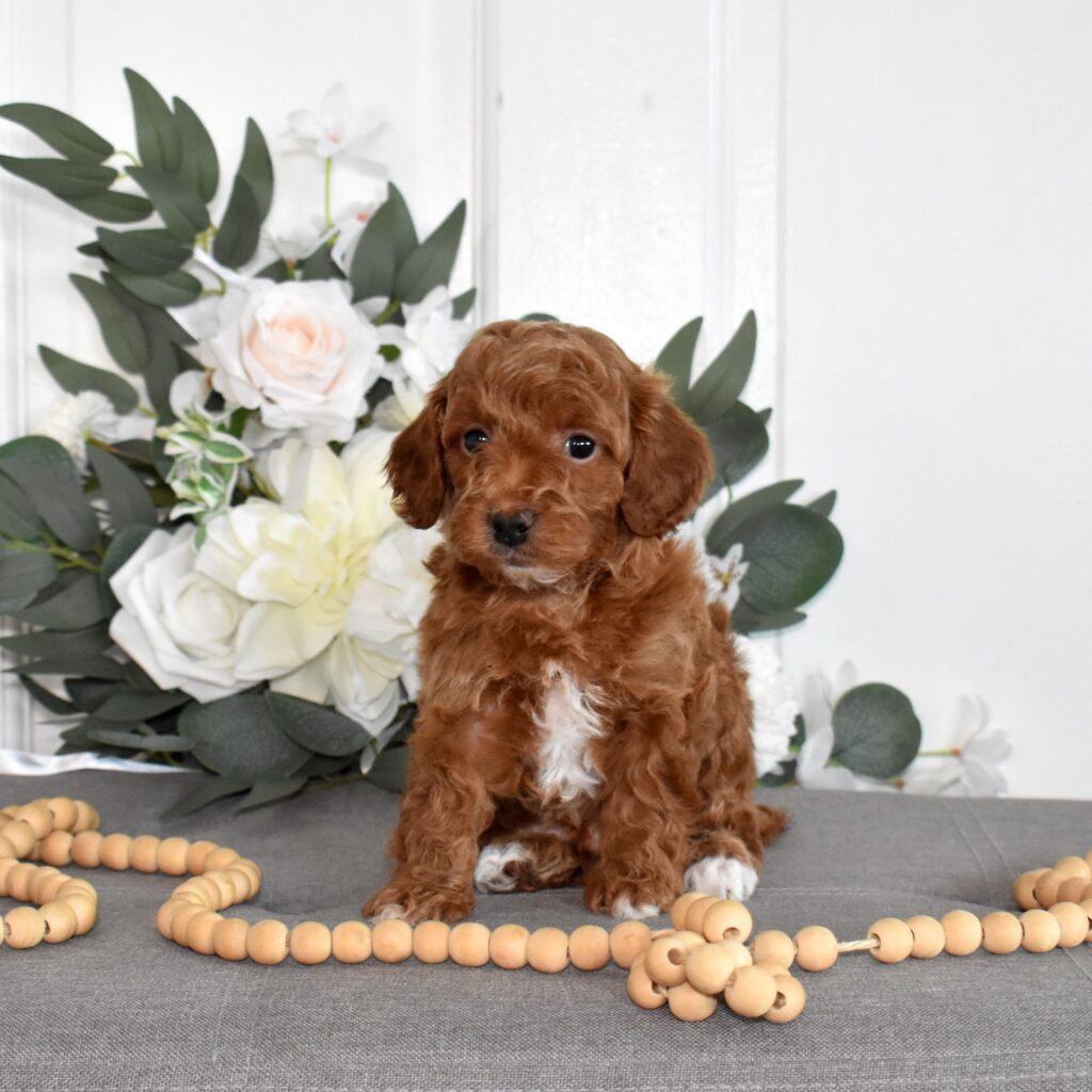 toy poodle for sale near me