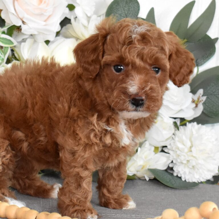 toy poodle puppies