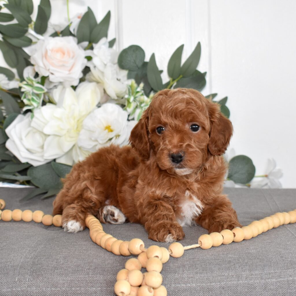 toy poodle puppies for sale