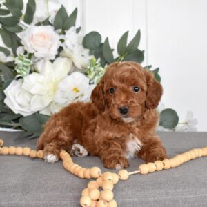 toy poodle puppies for sale