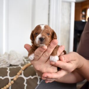 toy poodle puppies for sale near me