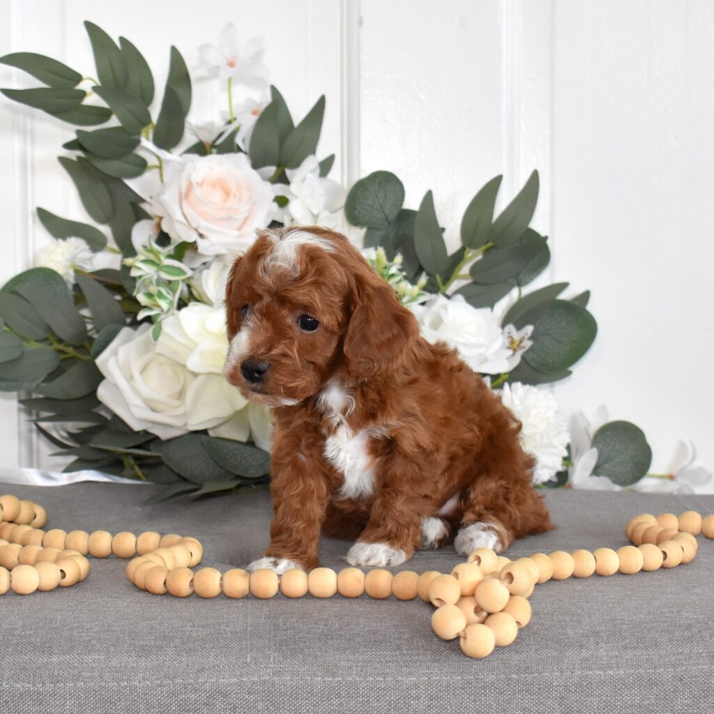 toy poodle red