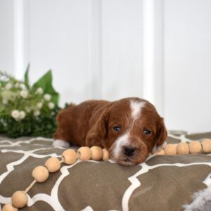 toy poodle red