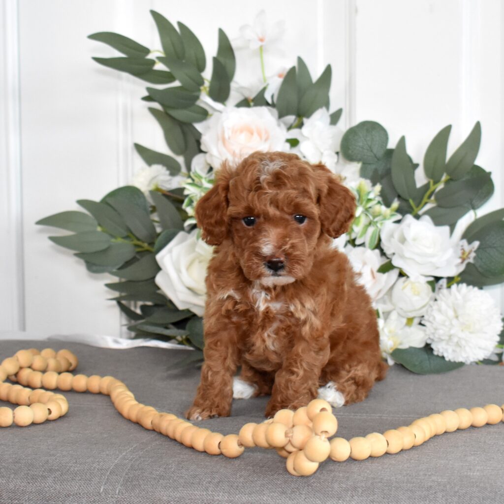 toy poodles