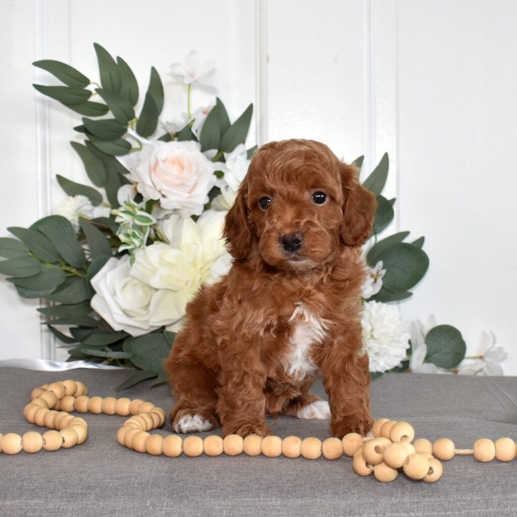 toy poodles for adoption