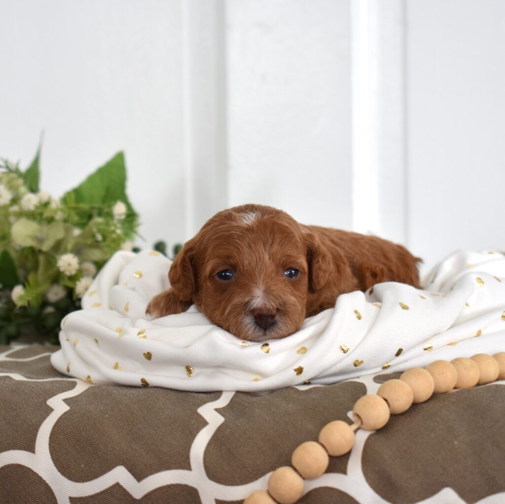 toy poodles for sale