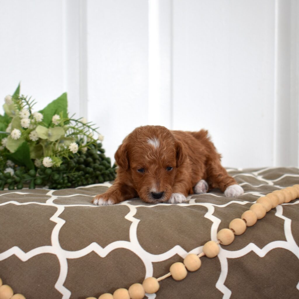 toy poodles for sale