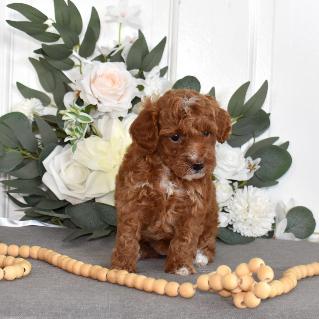 toy poodles for sale
