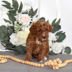 toy poodles for sale