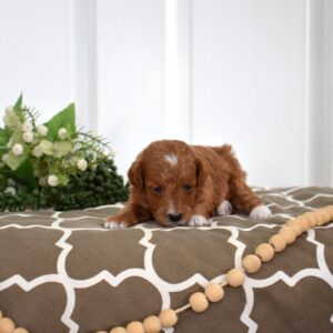 toy poodles for sale