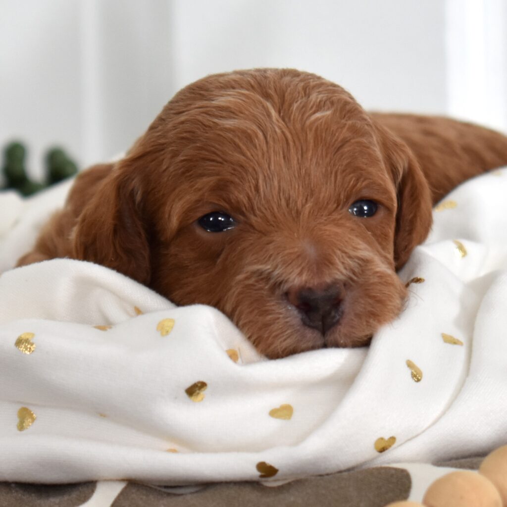 toy poodles near me for sale