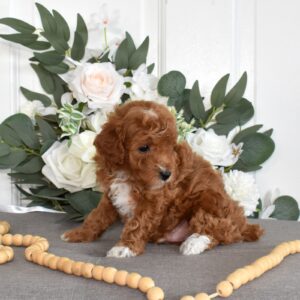 toy poodles red