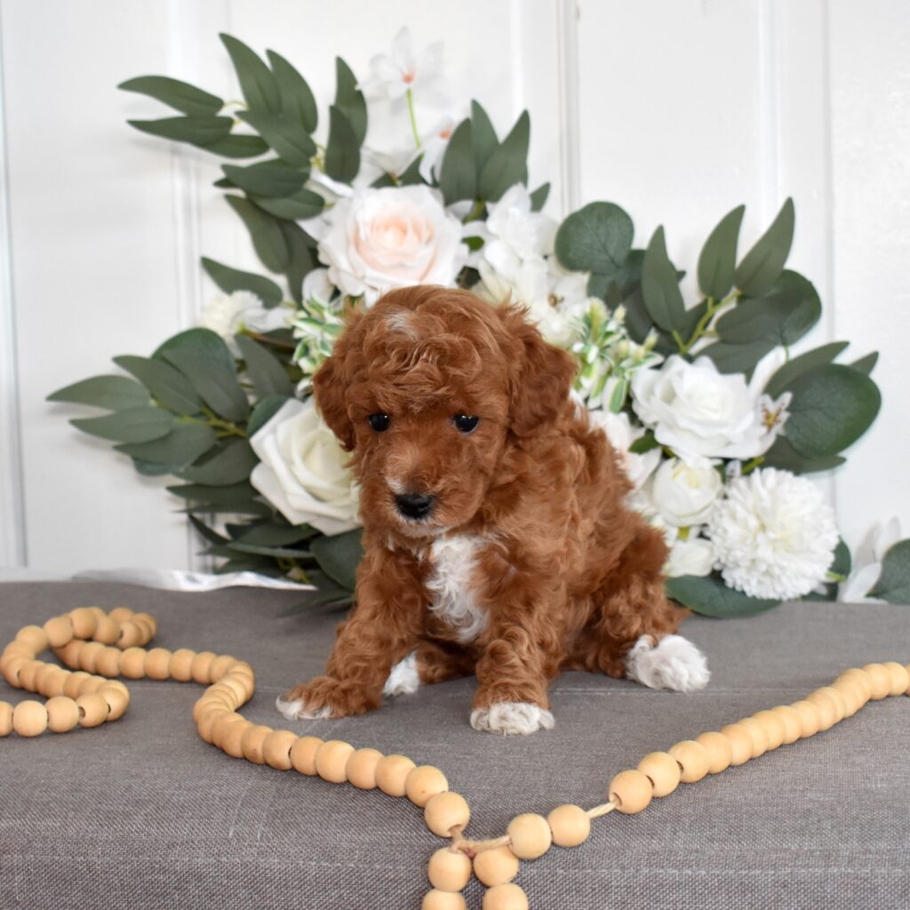toy red poodle