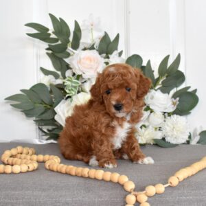 toy red poodle breeders