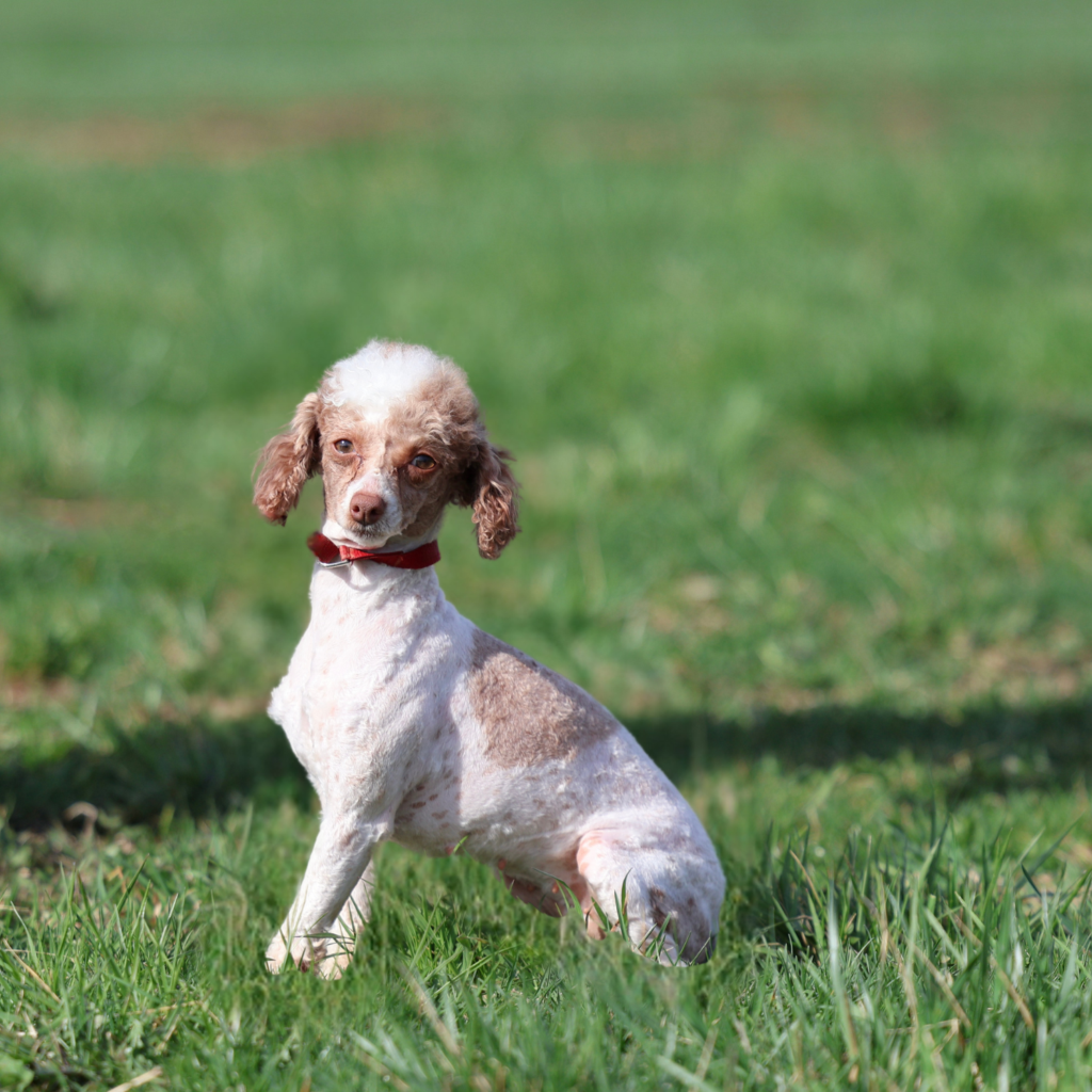 adult toy poodle Gracie