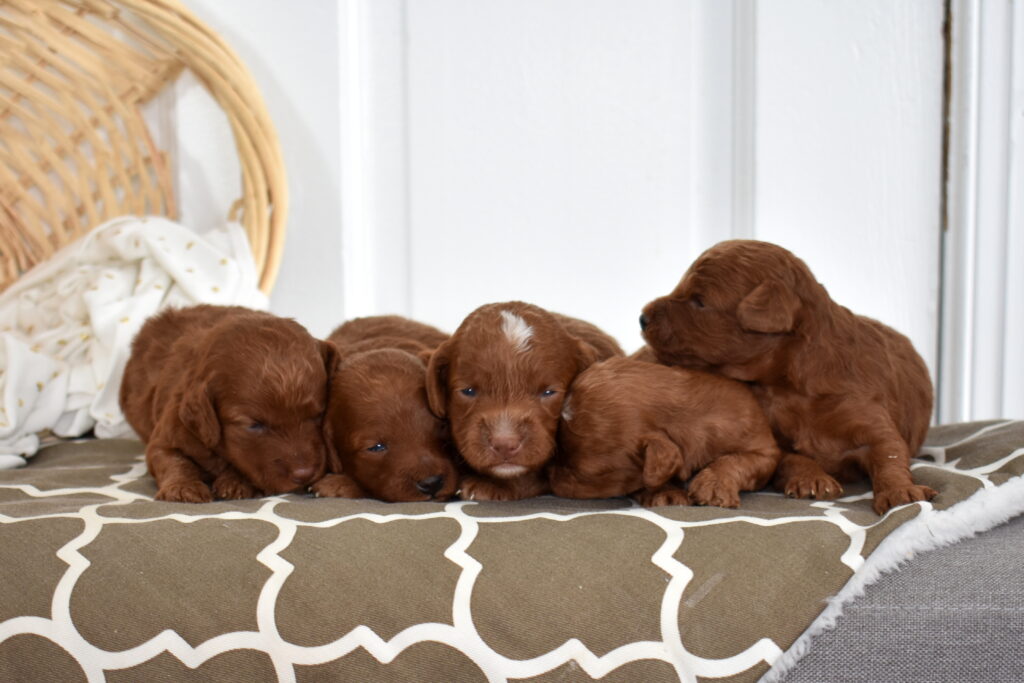 Toy poodle puppies