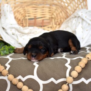 black and tan cavalier
